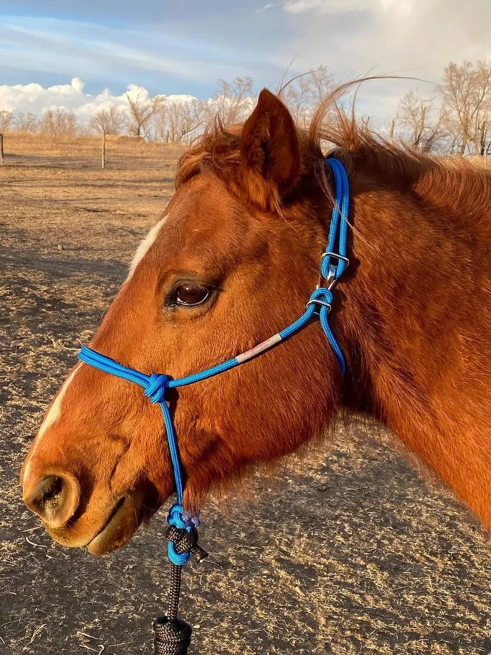 5/16" Firm HOOKIN’ HALTERS®-Size Horse