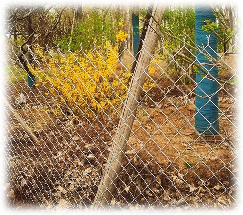 GZHERVICES Galvanized Steel Wire Rope Netting, 2.5mm Thick Anti-Rust Steel Wire Mesh Fencing Roll Animal Poultry Cage Net Fence System Football Field Fence Garden Net (Color : 2.5mm, Size : 1.2x20m)