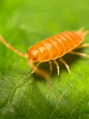 Roly Poly Farm (Assorted Colors), Pocket Habitat, and Roly Poly kit for Kids (Fast Producing Colony   10 Orange Smoothies) Available only if Your Local 5 Day temperatures are Between 20-95 Degrees