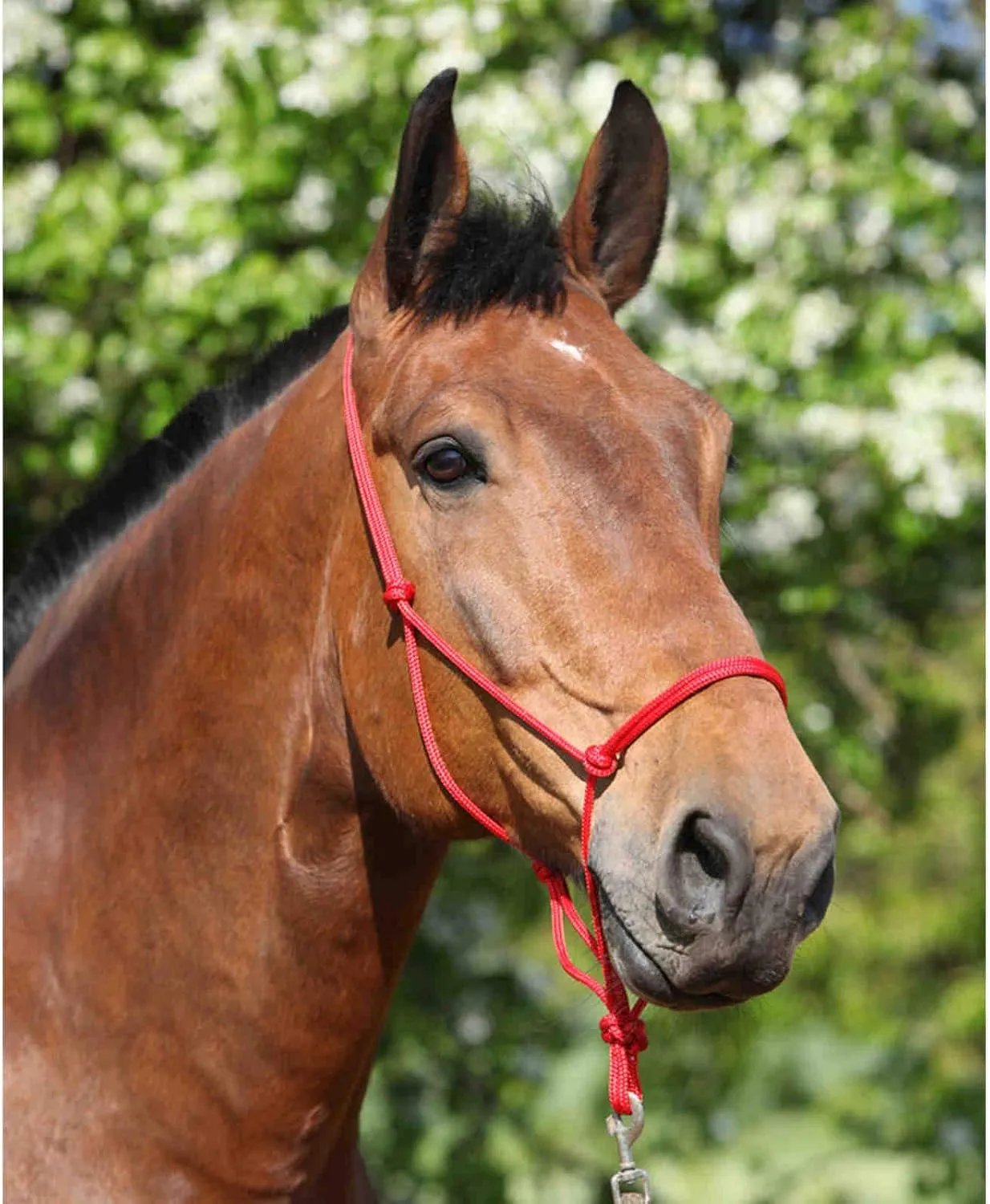 Rope Halters for Horses Training Soft - 11 Sizes - Miniature, Foal, Weanling, Small Pony, Cob/Arab, Horse, Warmblood, Draft