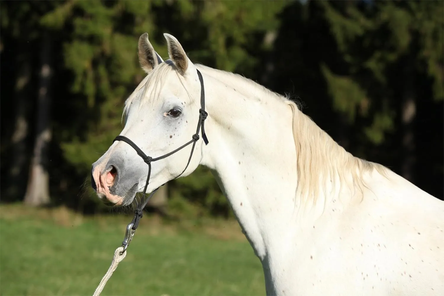 Rope Halters for Horses Training Soft - 11 Sizes - Miniature, Foal, Weanling, Small Pony, Cob/Arab, Horse, Warmblood, Draft