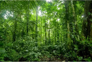 YongFoto 9x6ft Jungle Forest Trees Backdrops for Photography Summer Woods Wonderland Trees Plant Spring Nature Landscape Photography Background Picnic Camping Girl Boy Scouts Adventure Photo Studio